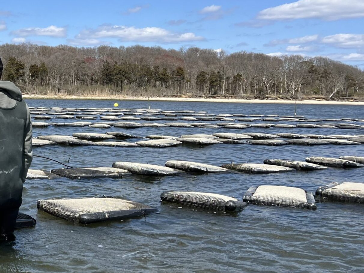 IMG_8566 Oyster bags floating in a near shore environment.