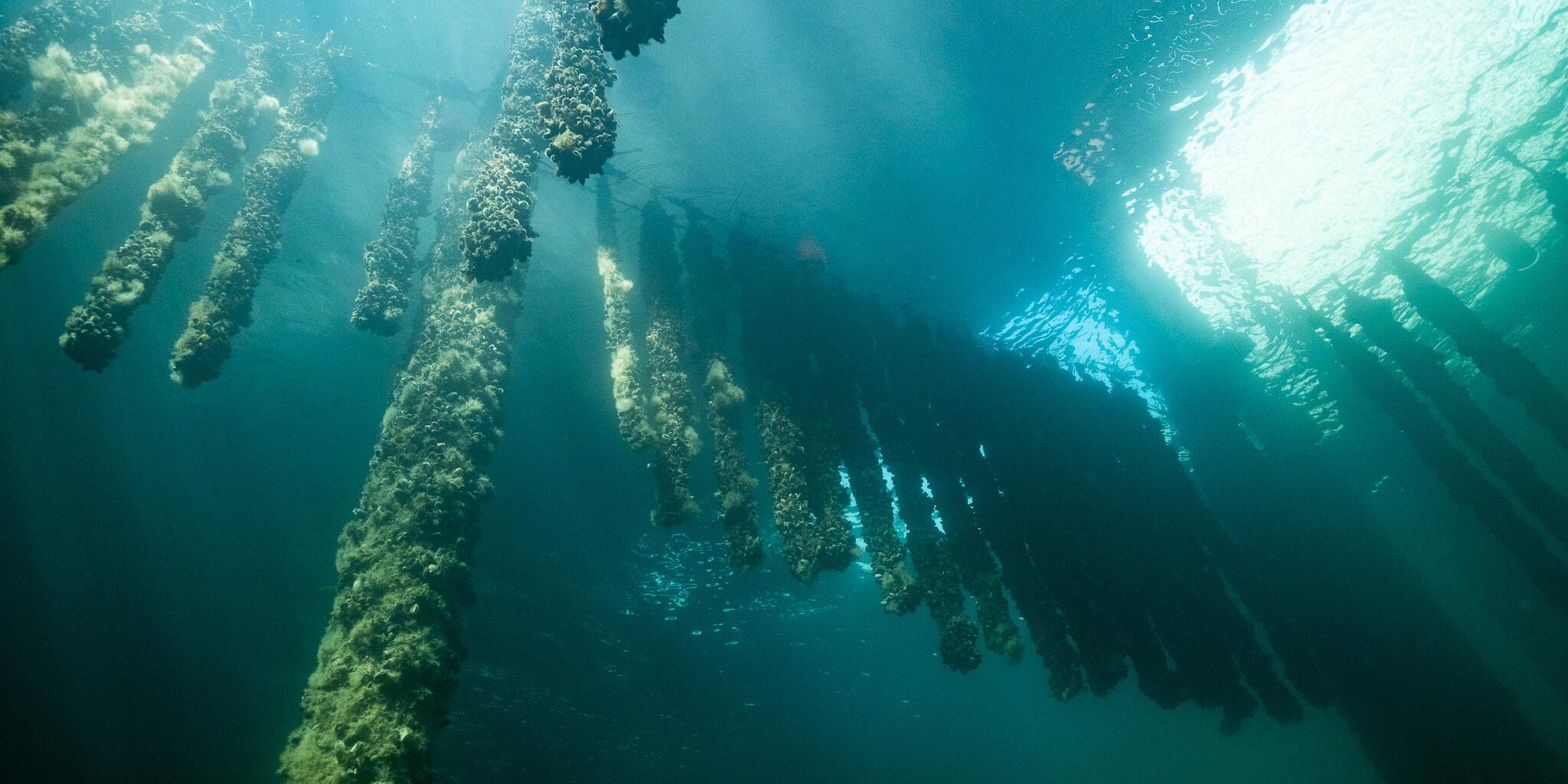 cool-blue-future-ocean-underwater-01